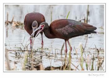 White-faced ibis 3g.jpg